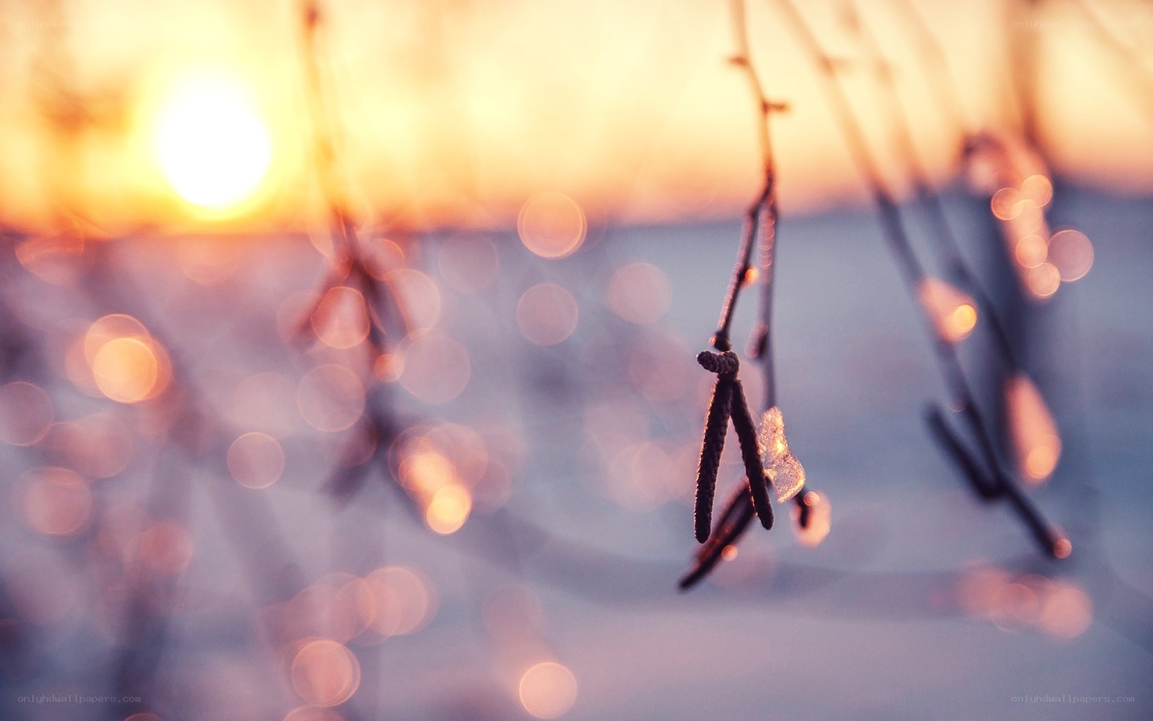 Sunset on a frosty branch
