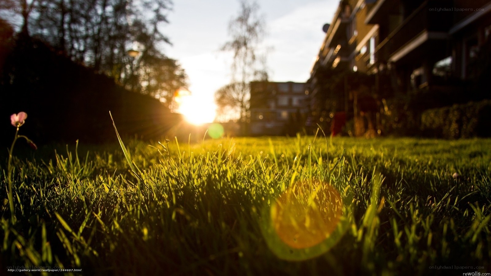 Sunset on a grassy lawn