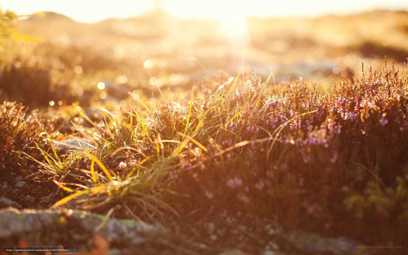 Sunset on a heather field
