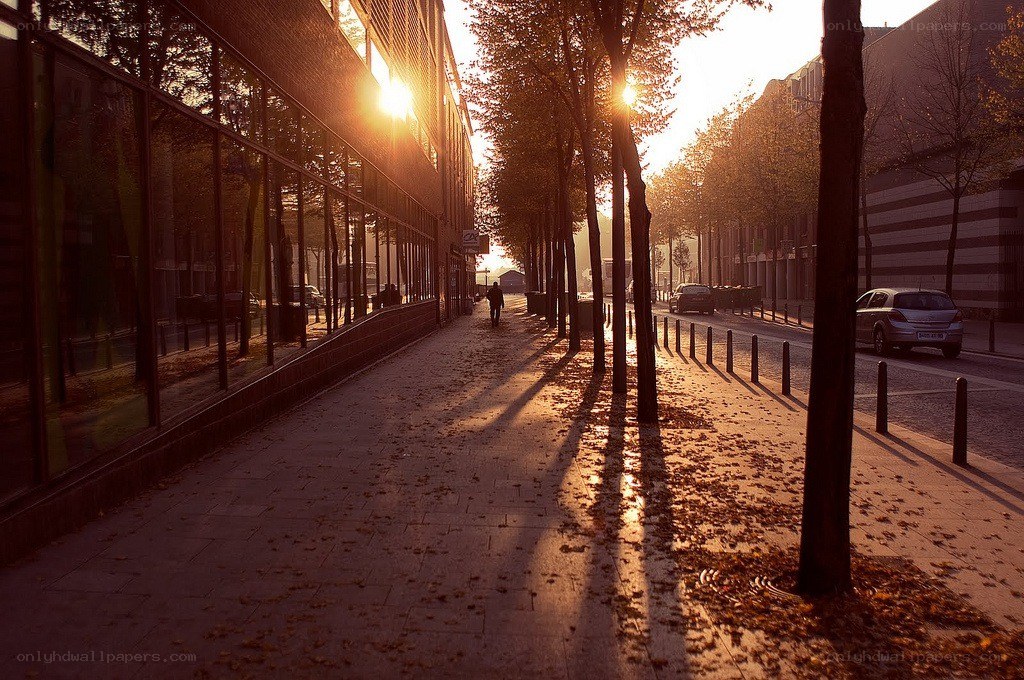 Sunset on a leafy city street