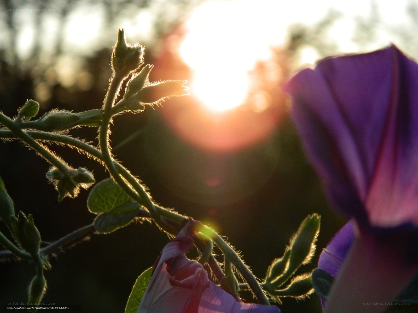 Sunset on a purple flower