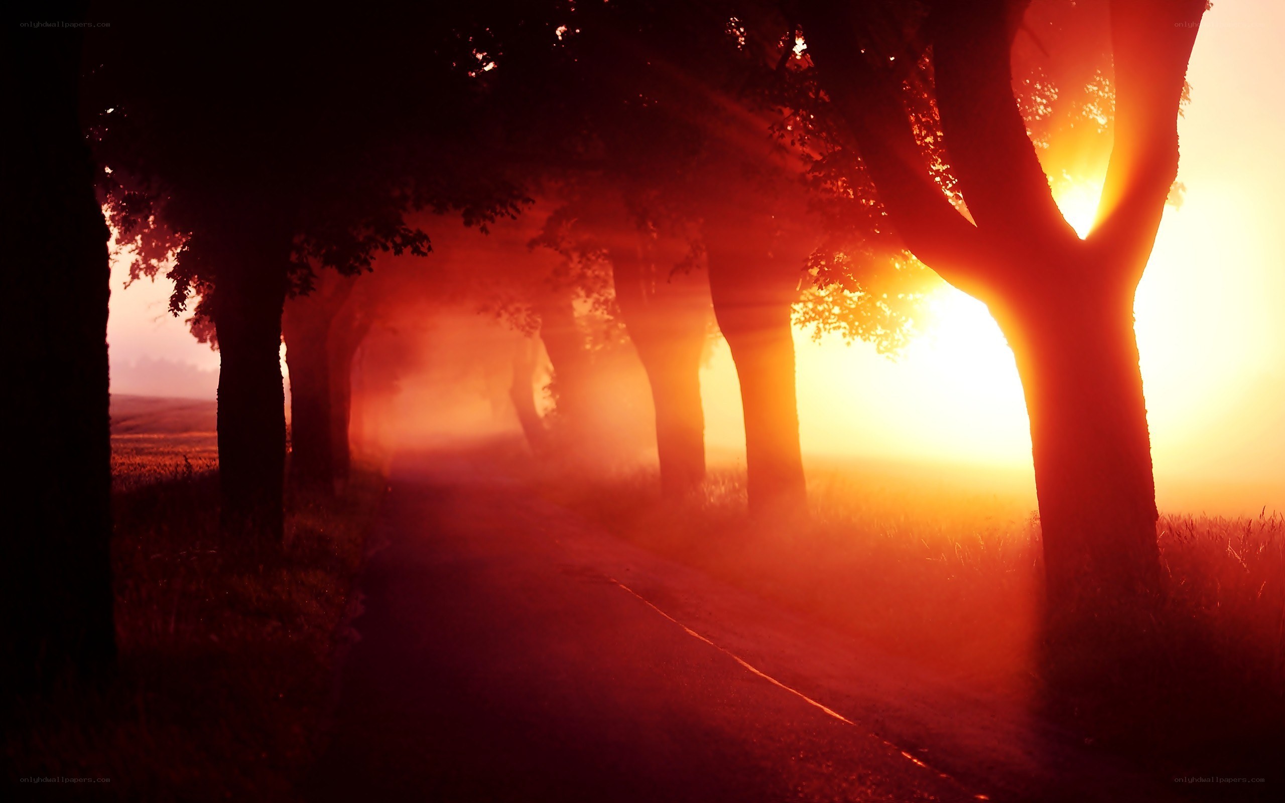 Sunset on a tree-lined road