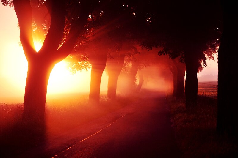 Sunset on a tree-lined road