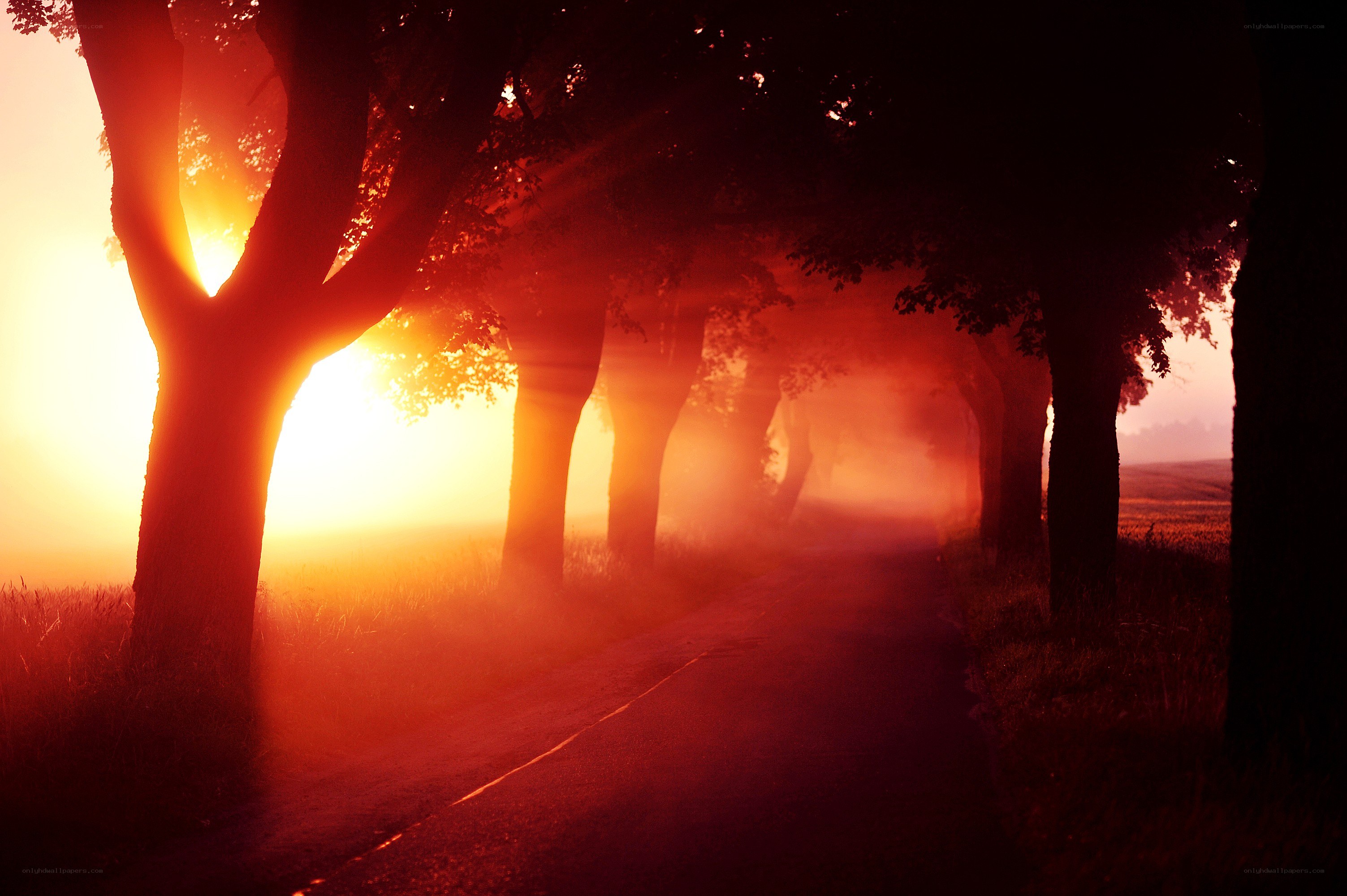 Sunset on a tree-lined road