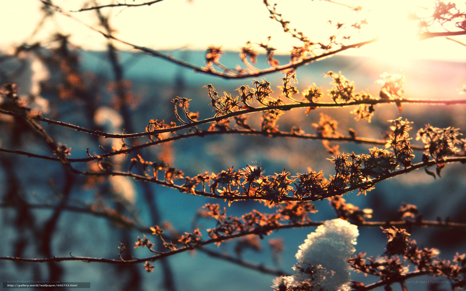 Sunset on frosty branches