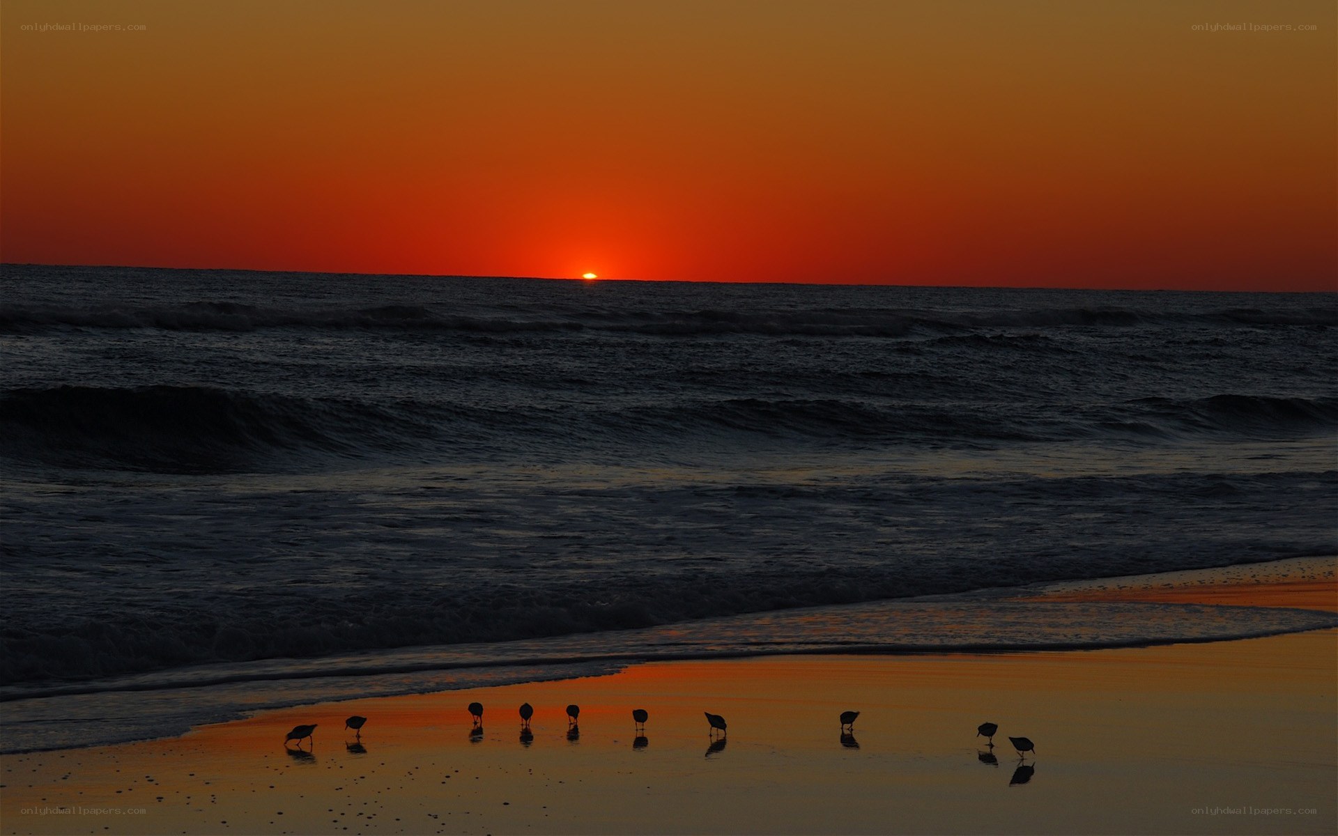 Sunset on the beach with birds