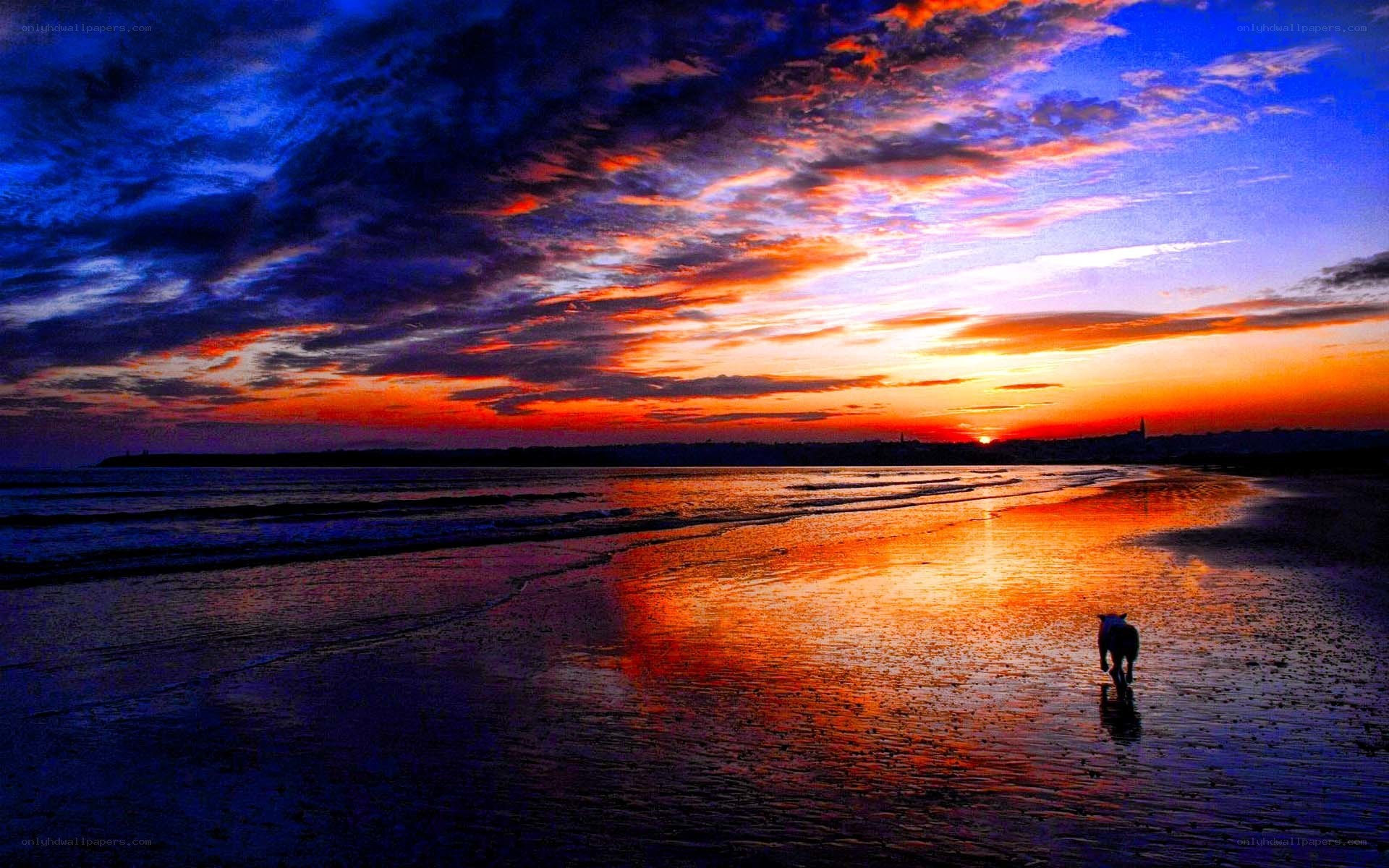 Sunset on the beach with dog