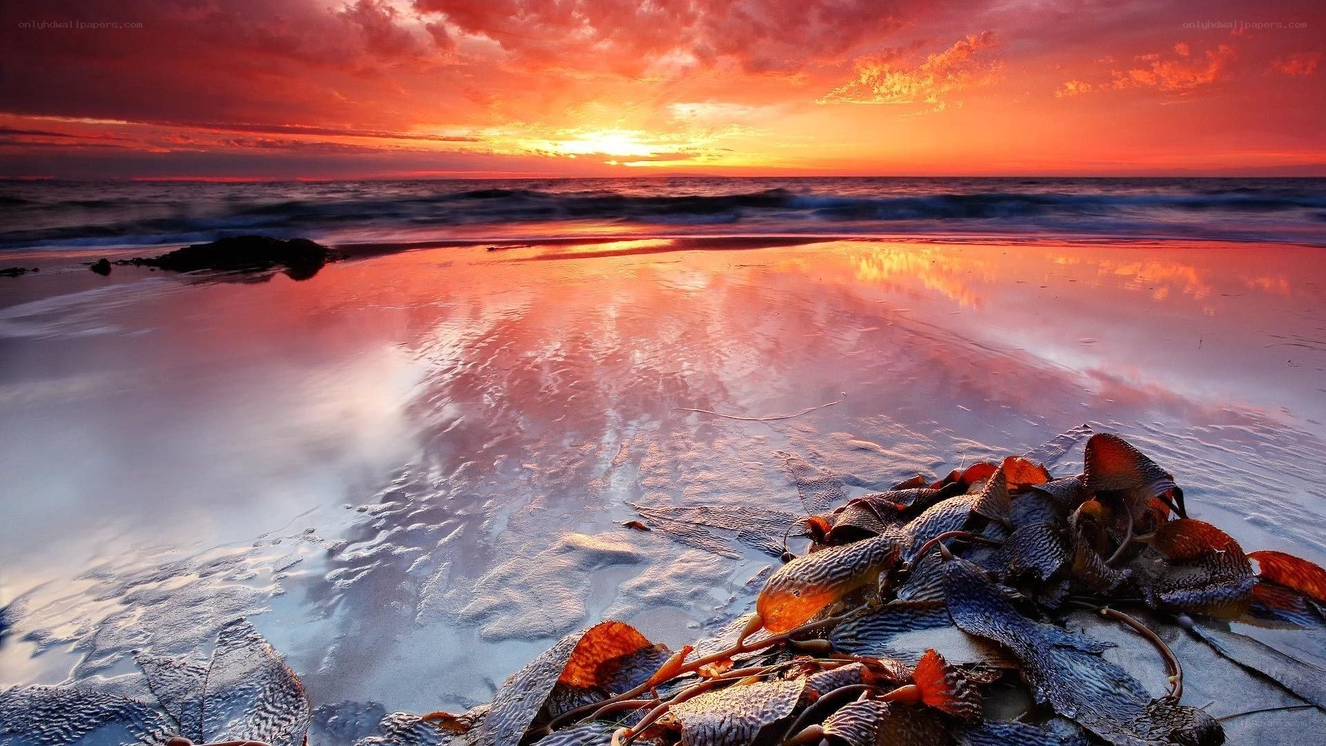 Sunset on the beach with seaweed