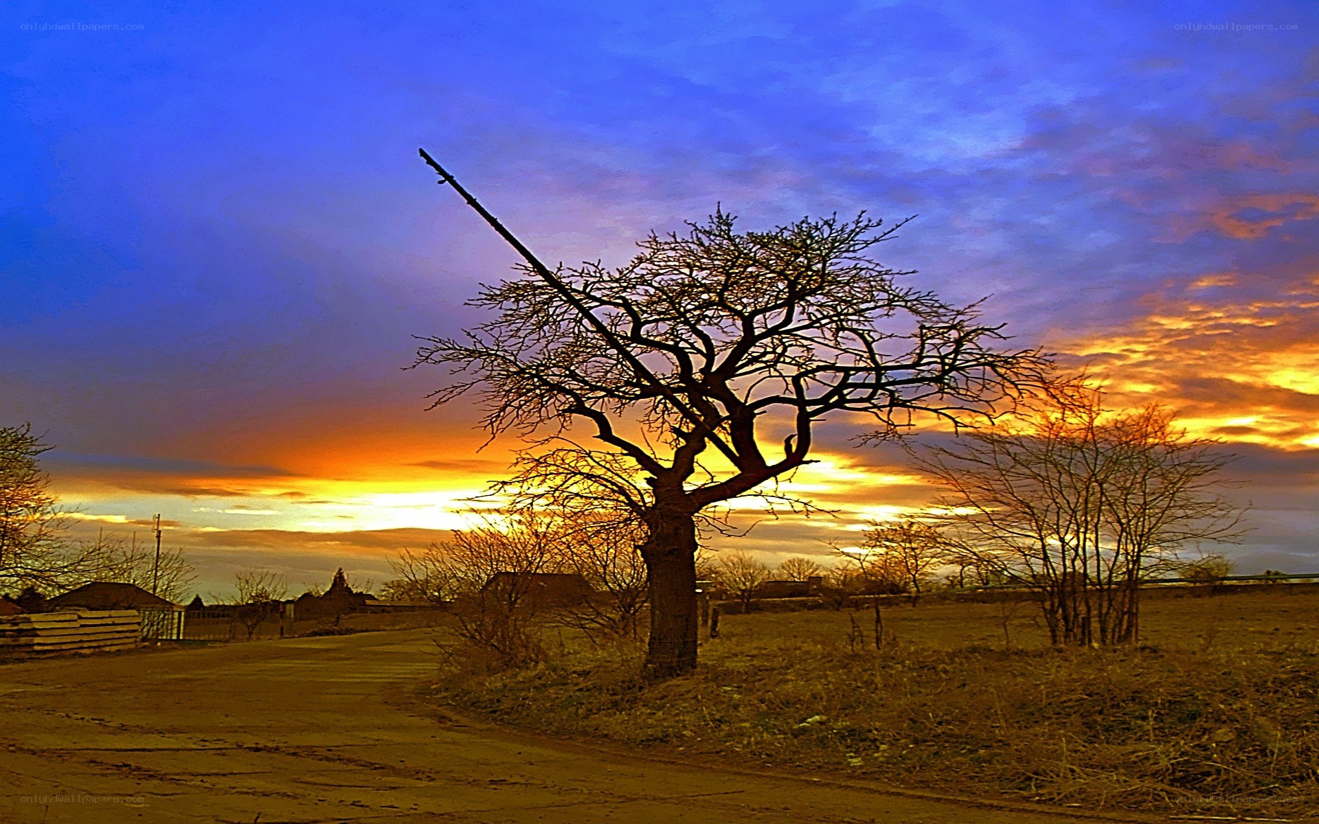 Sunset over a bare tree