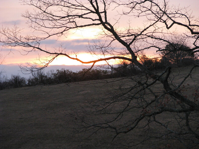 Sunset over a bare tree