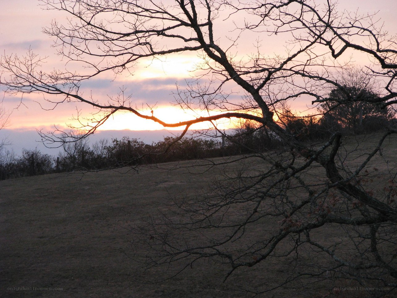 Sunset over a bare tree
