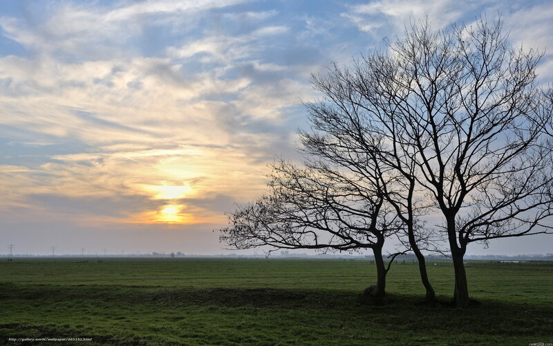 Sunset over a bare tree