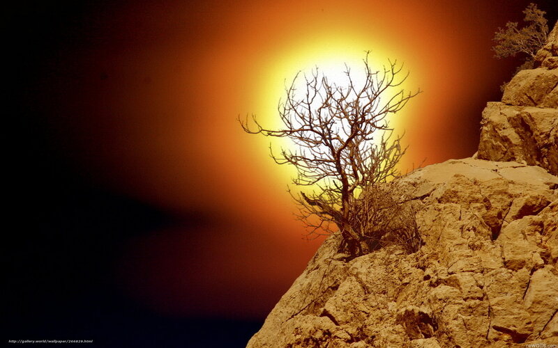 Sunset over a barren tree