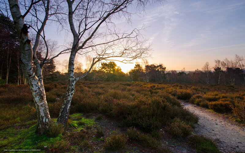 Sunset over a birch forest