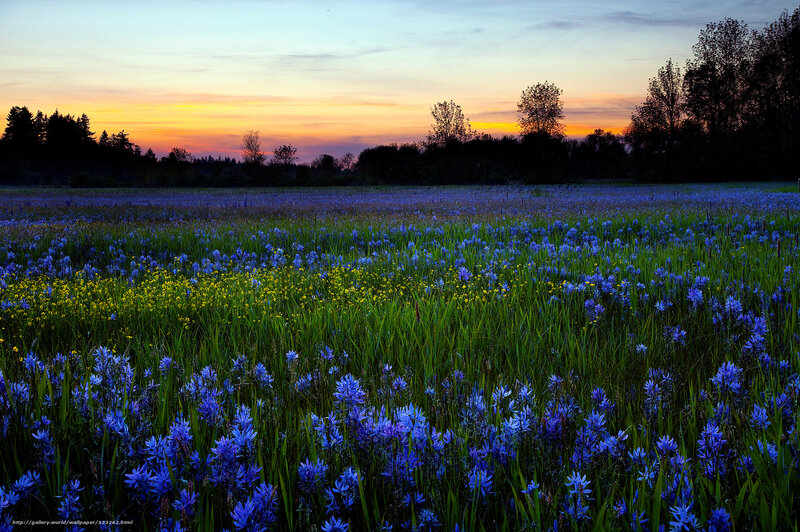 Sunset over a blue flower field