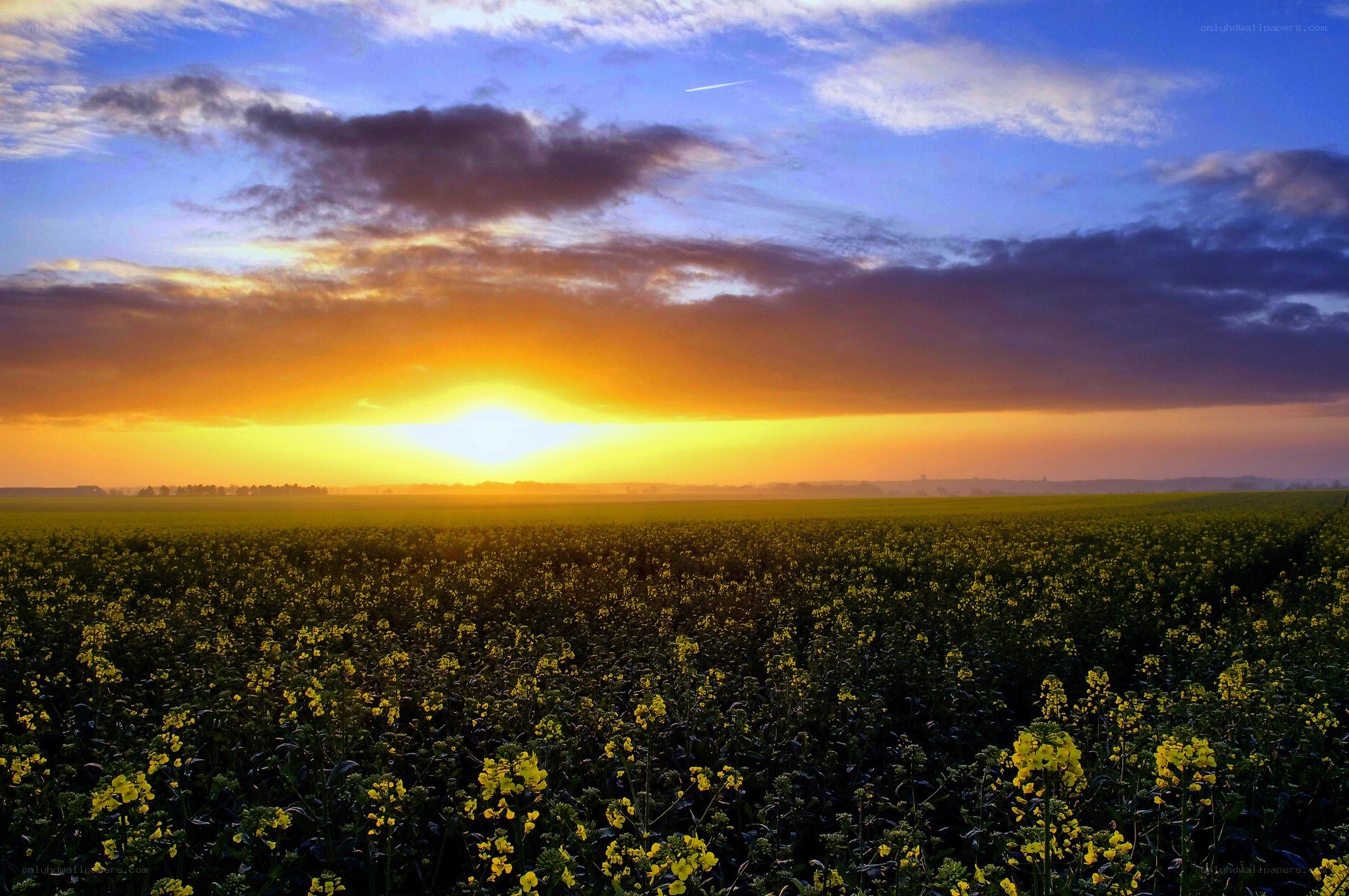 Sunset over a canola field