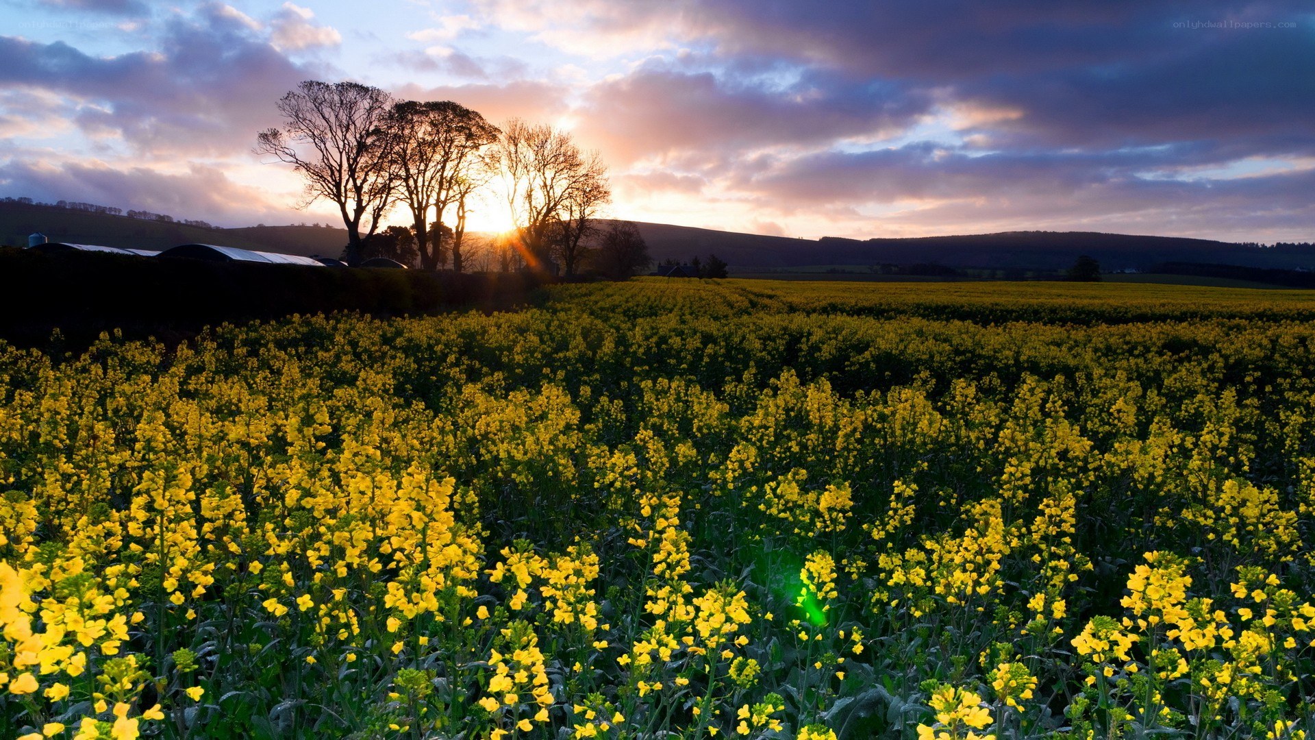 Sunset over a canola field