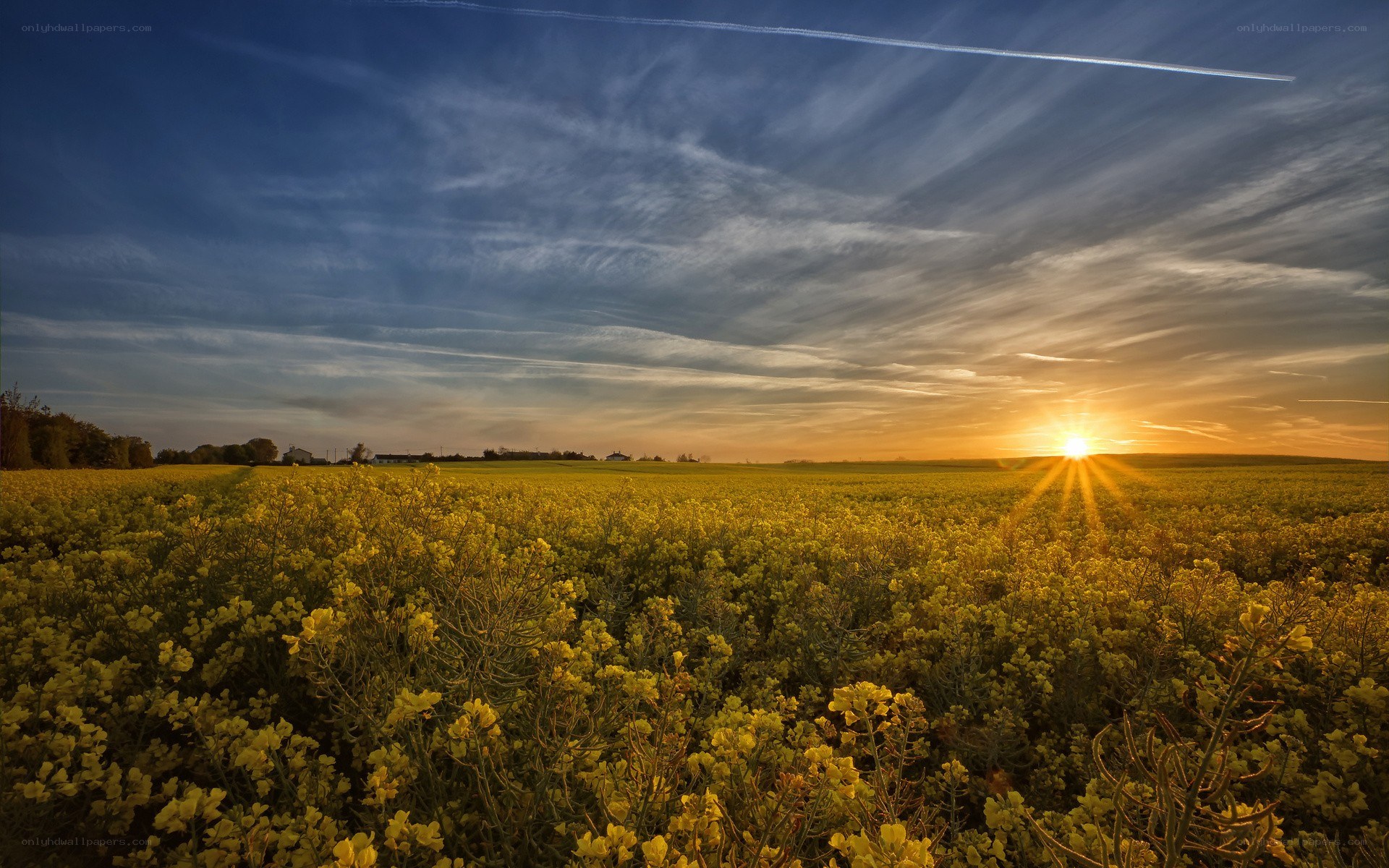 Sunset over a canola field