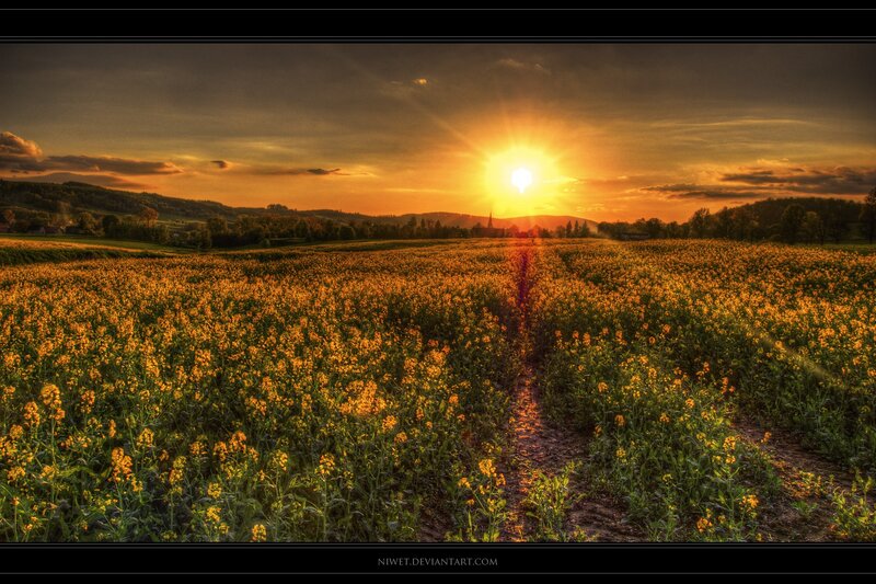 Sunset over a canola field