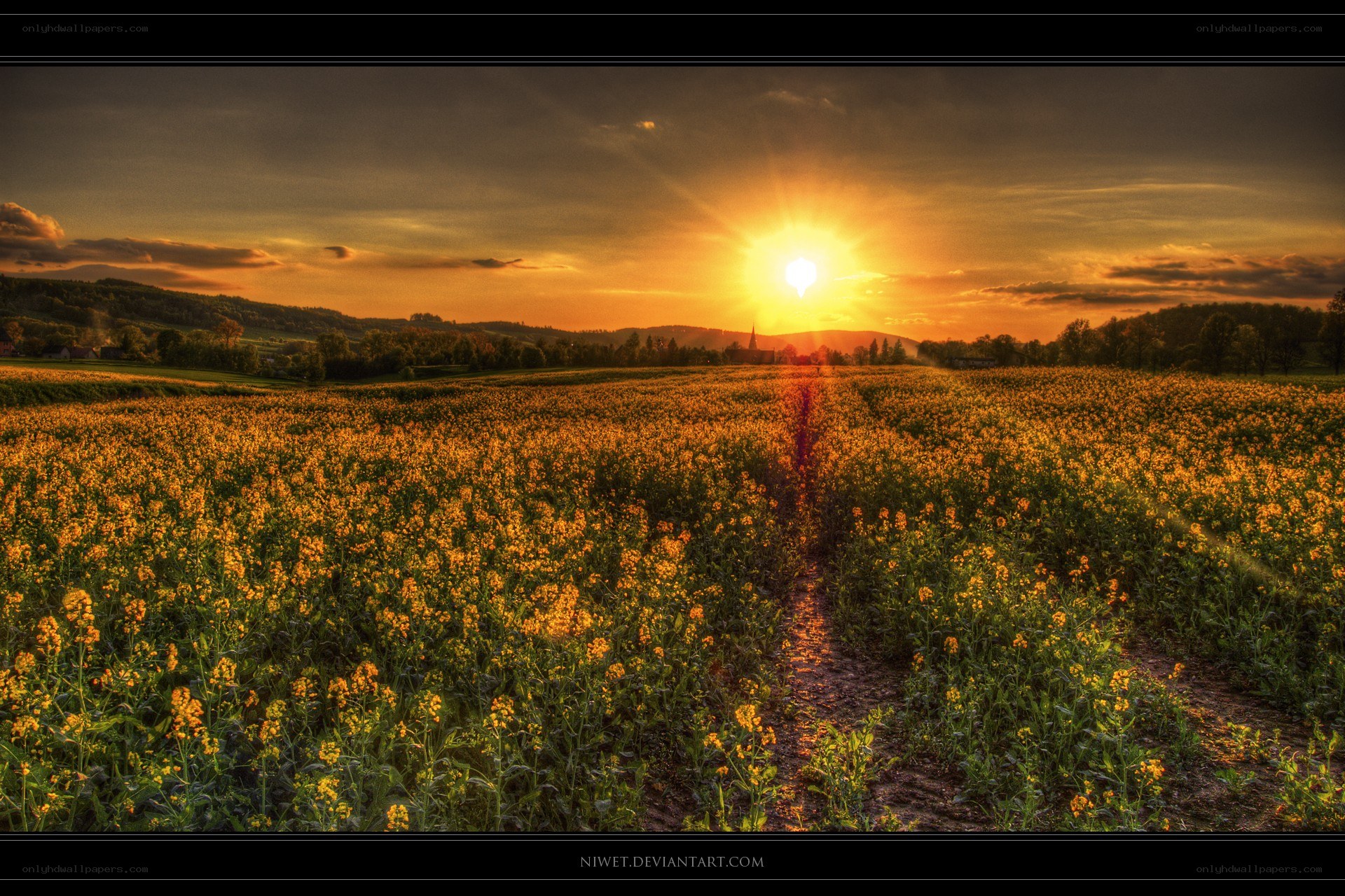 Sunset over a canola field