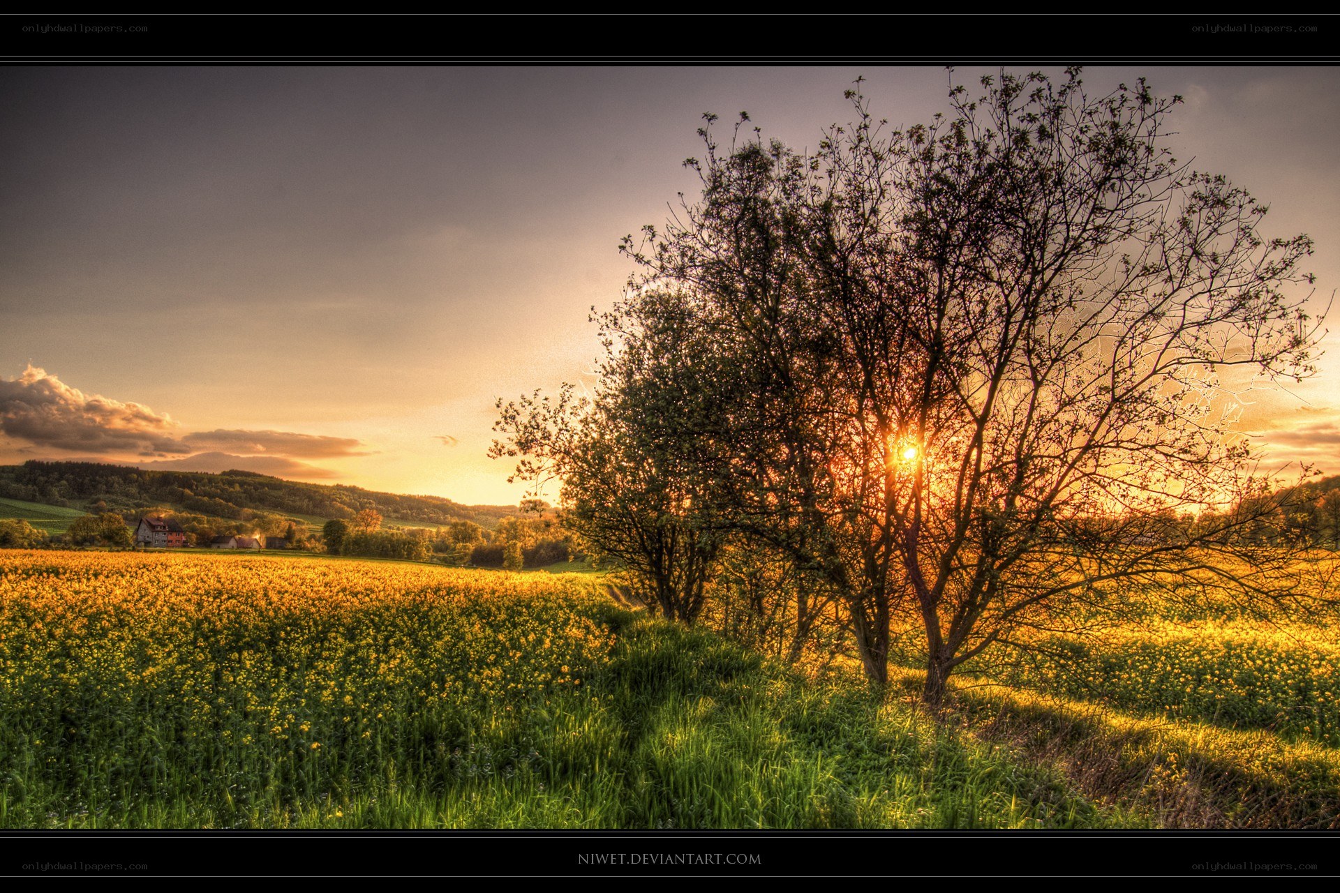 Sunset over a canola field