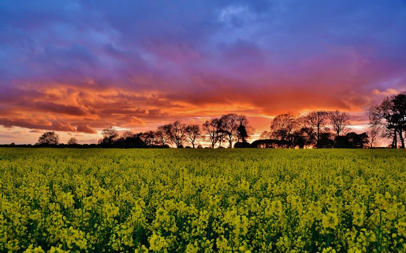 Sunset over a canola field