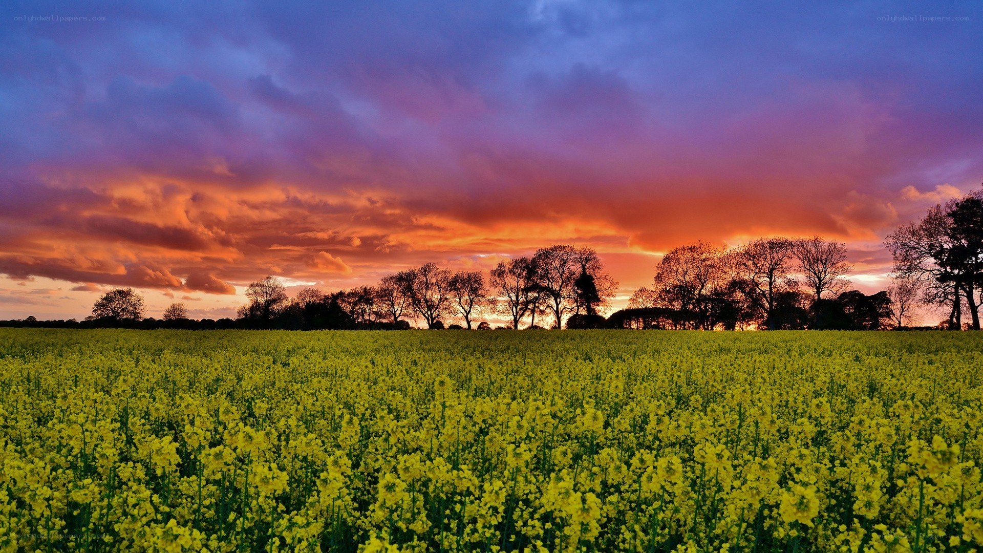 Sunset over a canola field