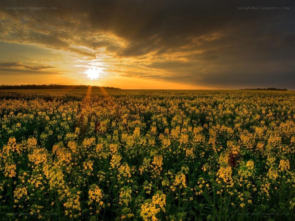 Sunset over a canola field