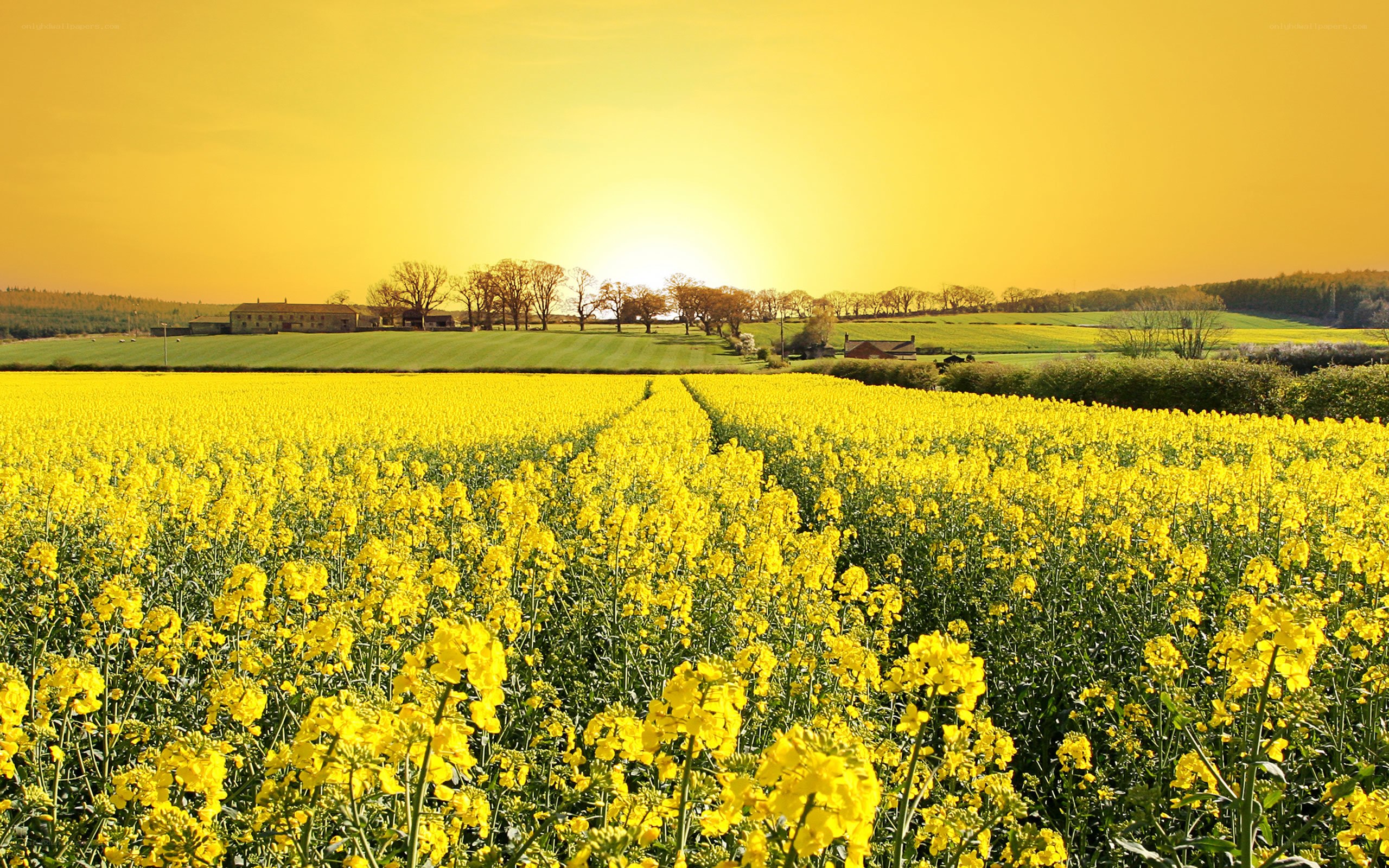 Sunset over a canola field