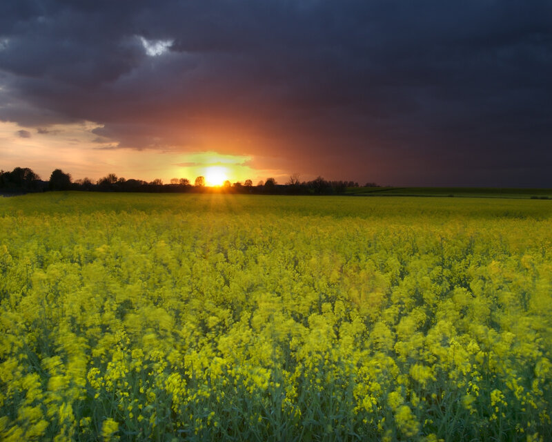 Sunset over a canola field