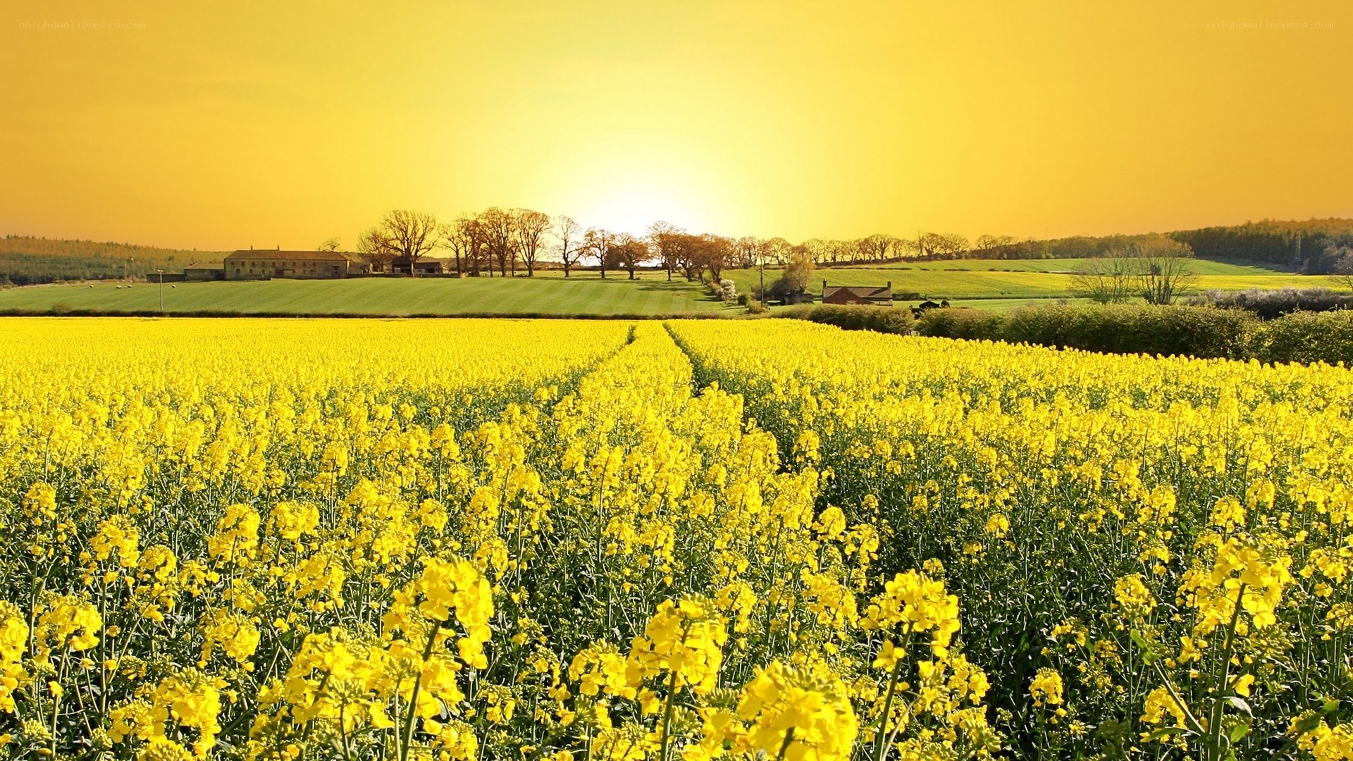 Sunset over a canola field