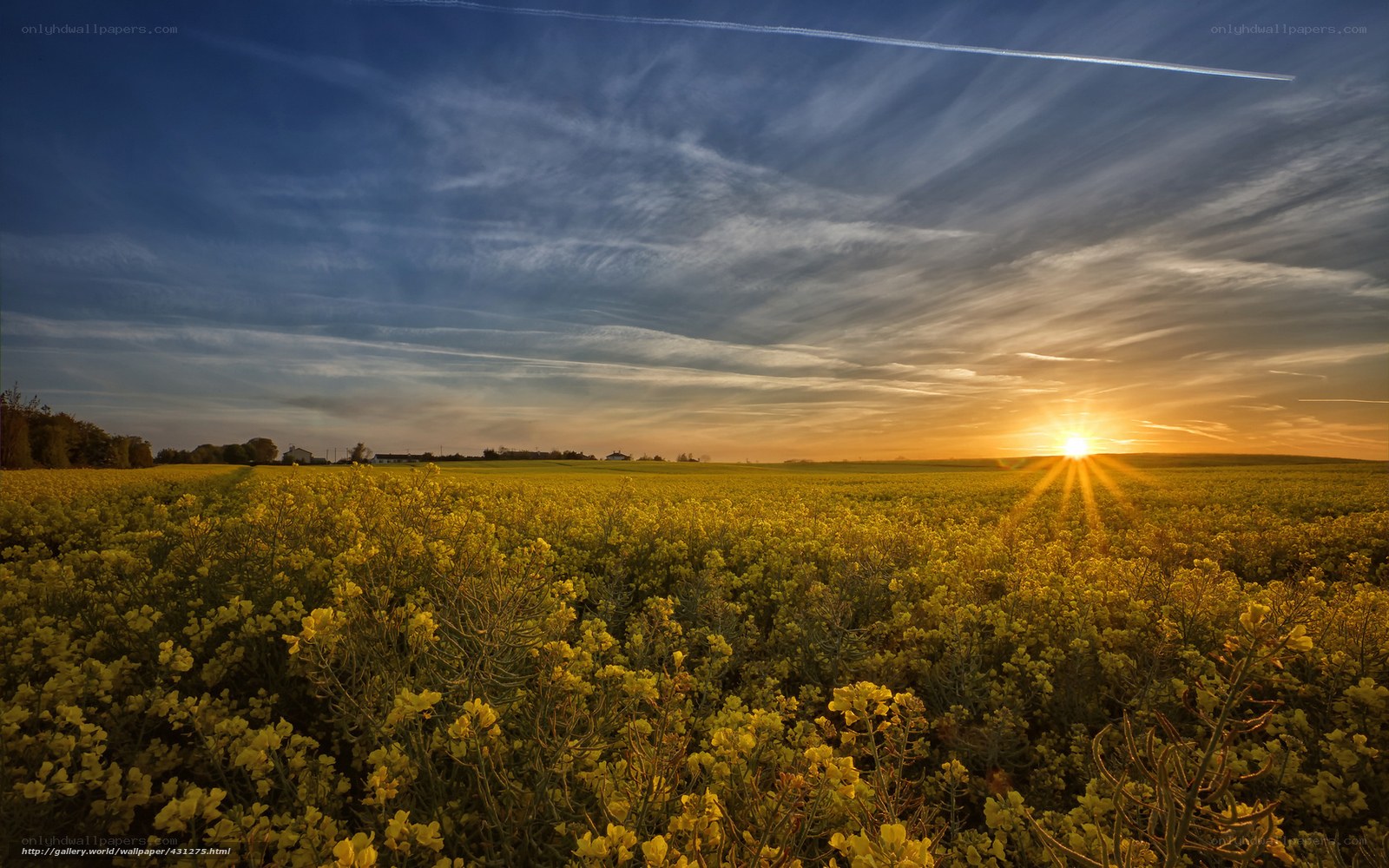 Sunset over a canola field