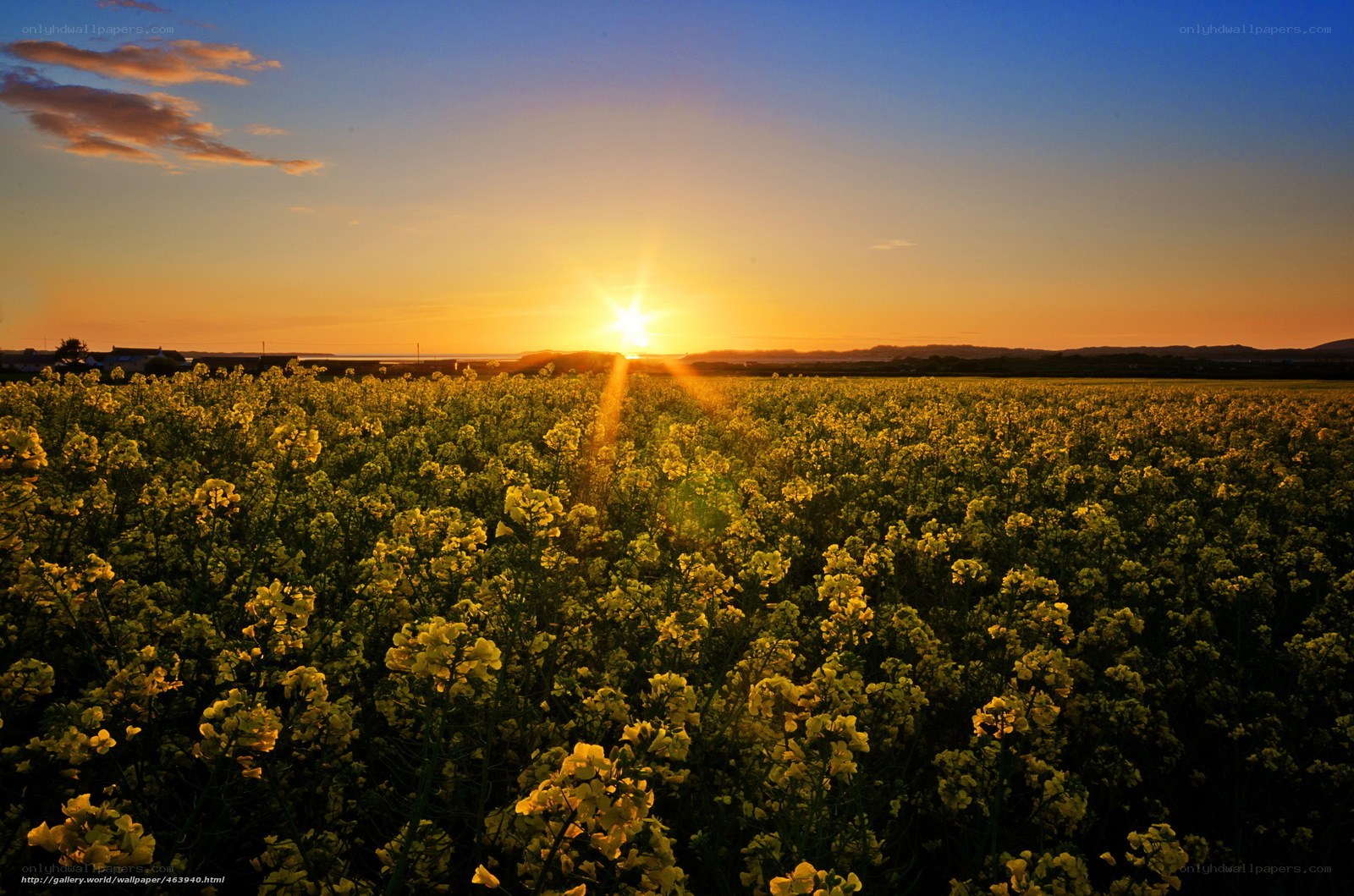 Sunset over a canola field