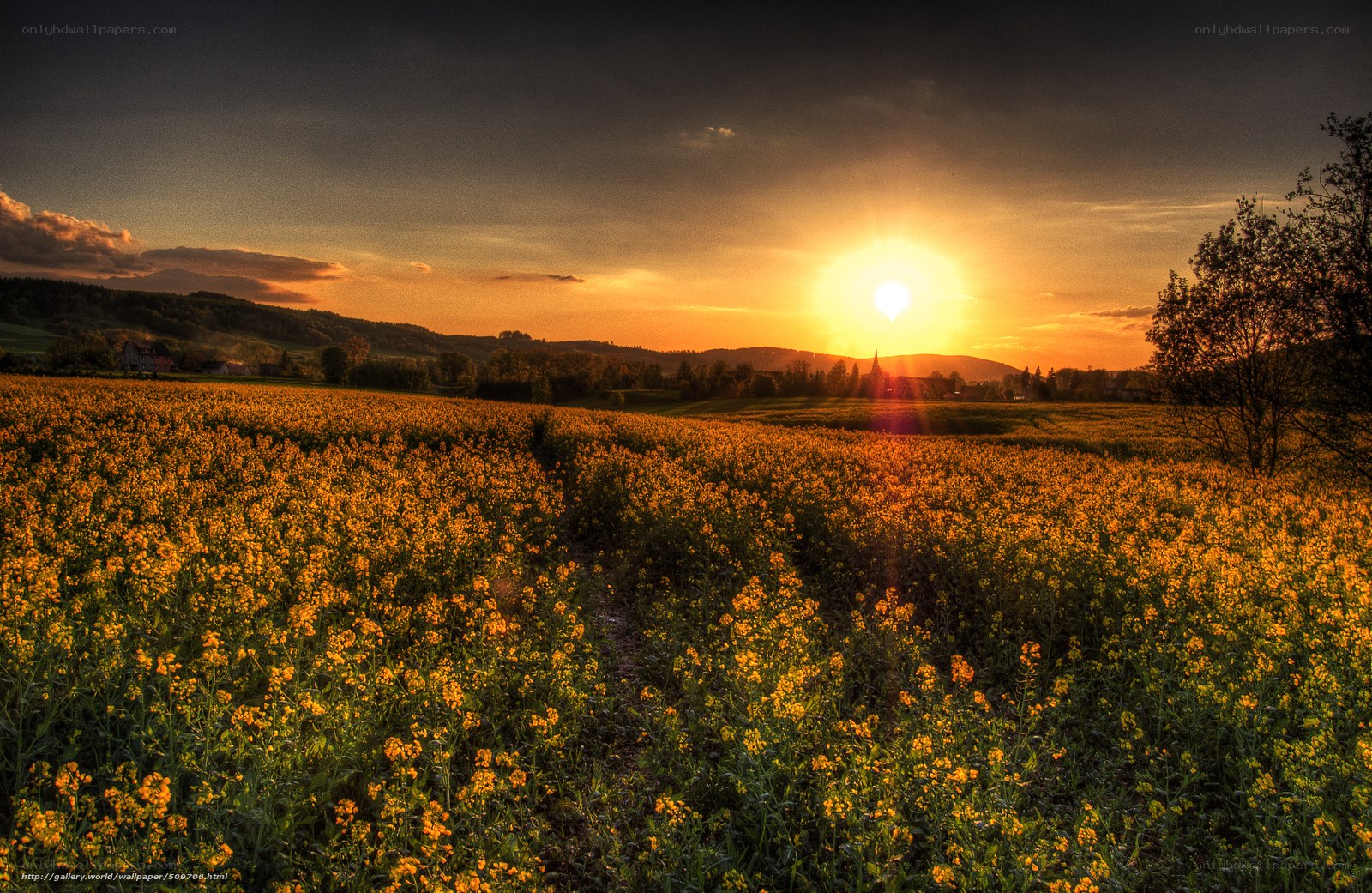 Sunset over a canola field