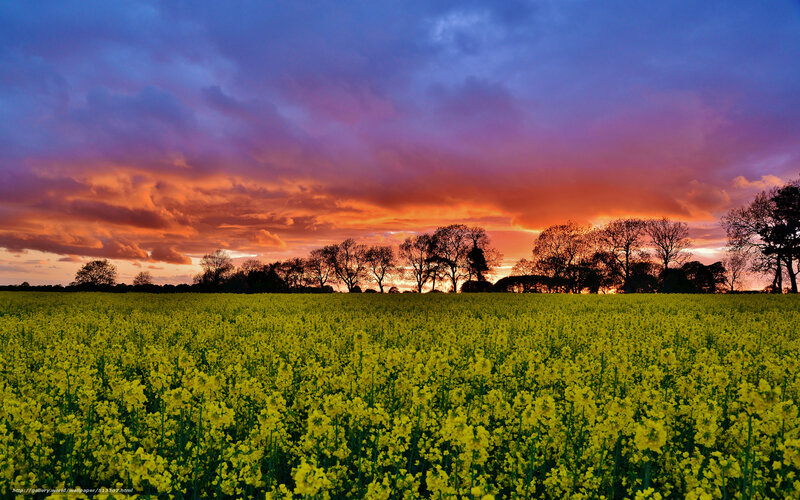 Sunset over a canola field