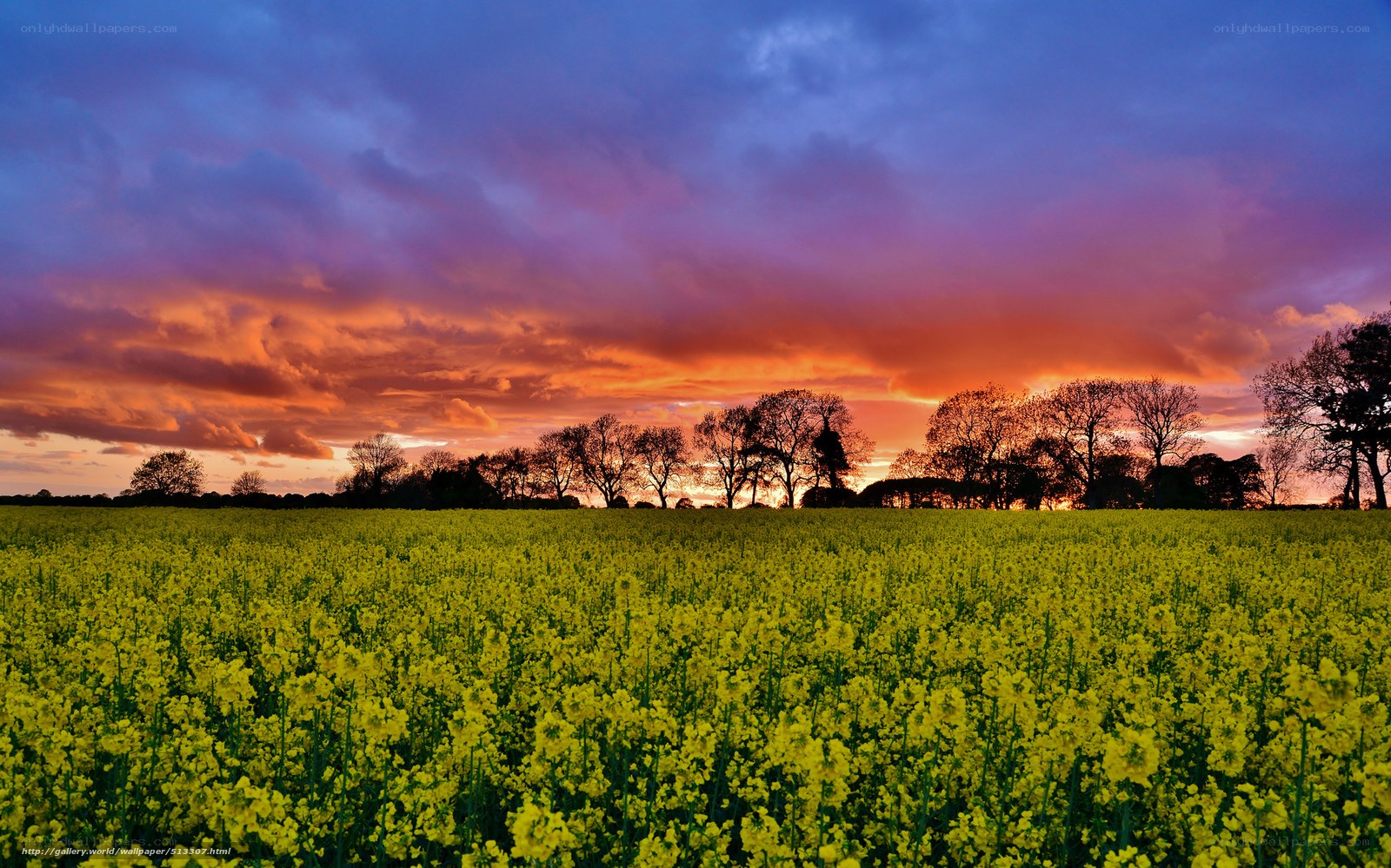 Sunset over a canola field