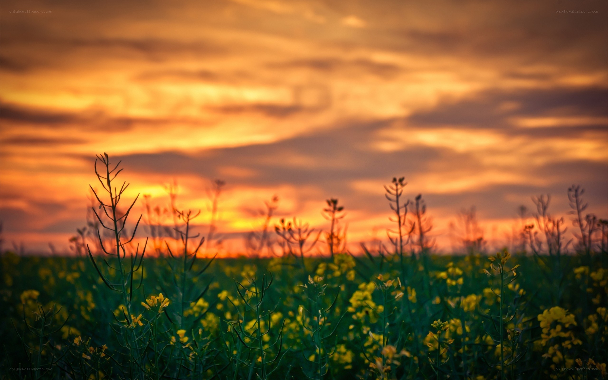 Sunset over a canola field