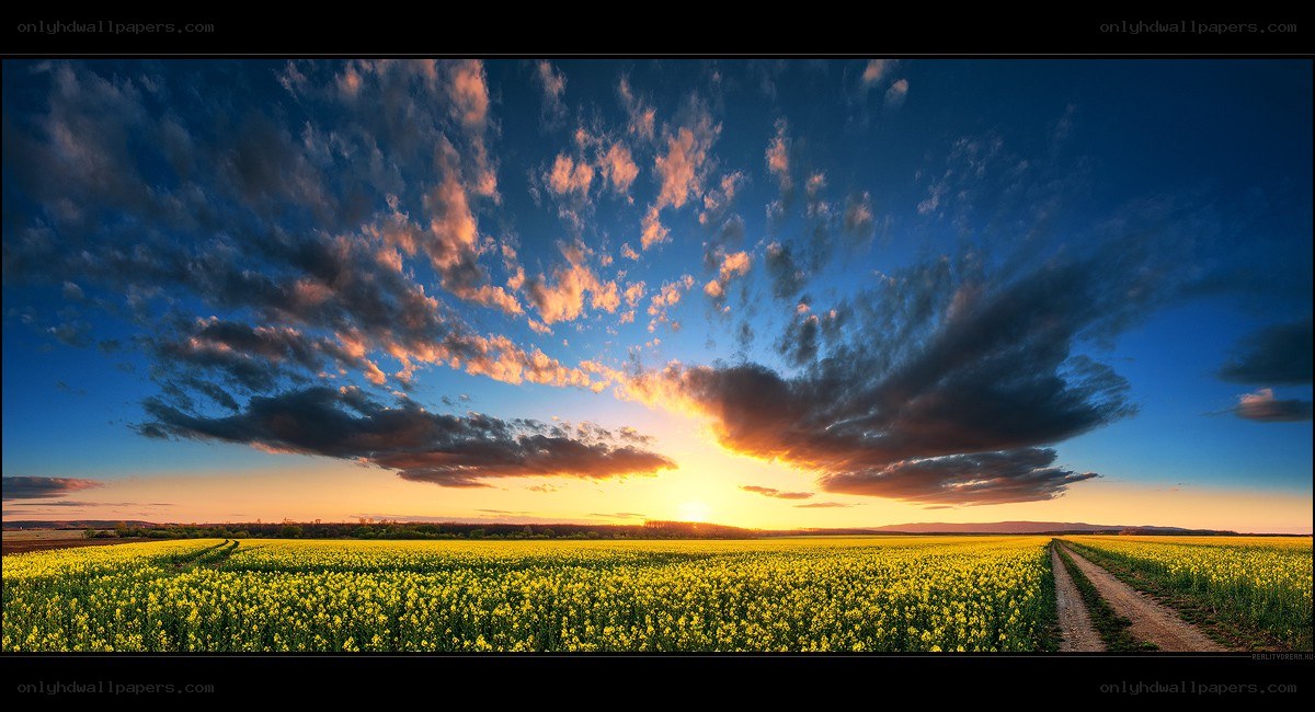 Sunset over a canola field