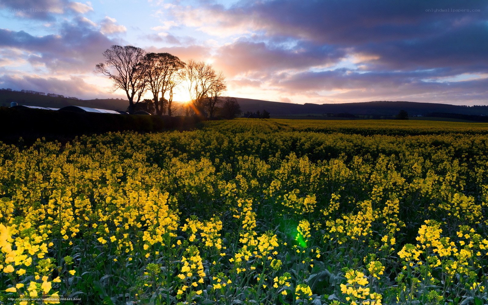 Sunset over a canola field