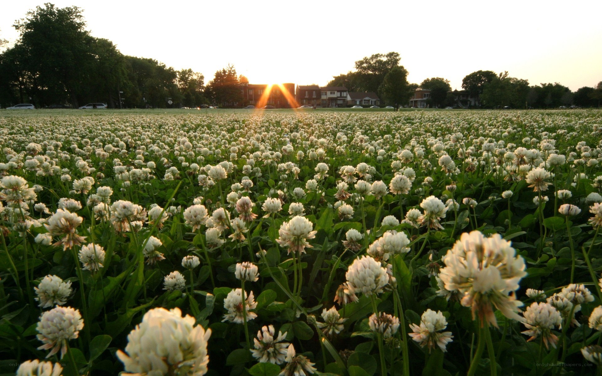 Sunset over a clover field