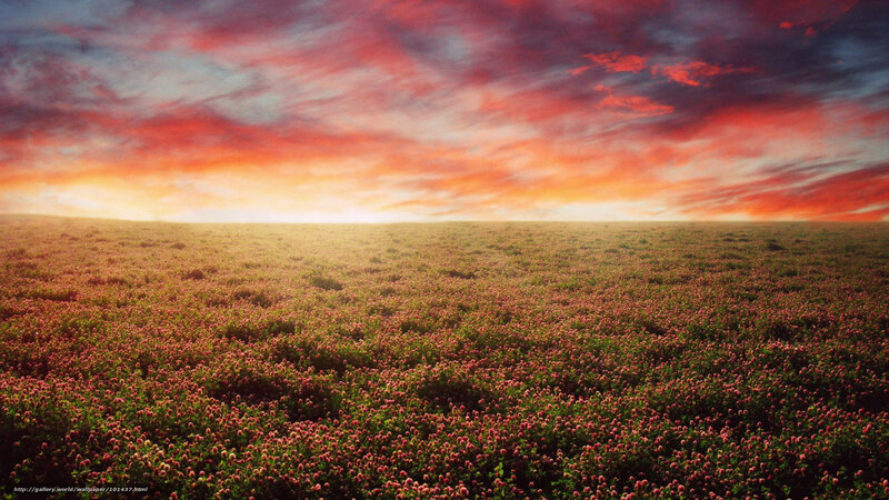Sunset over a clover field