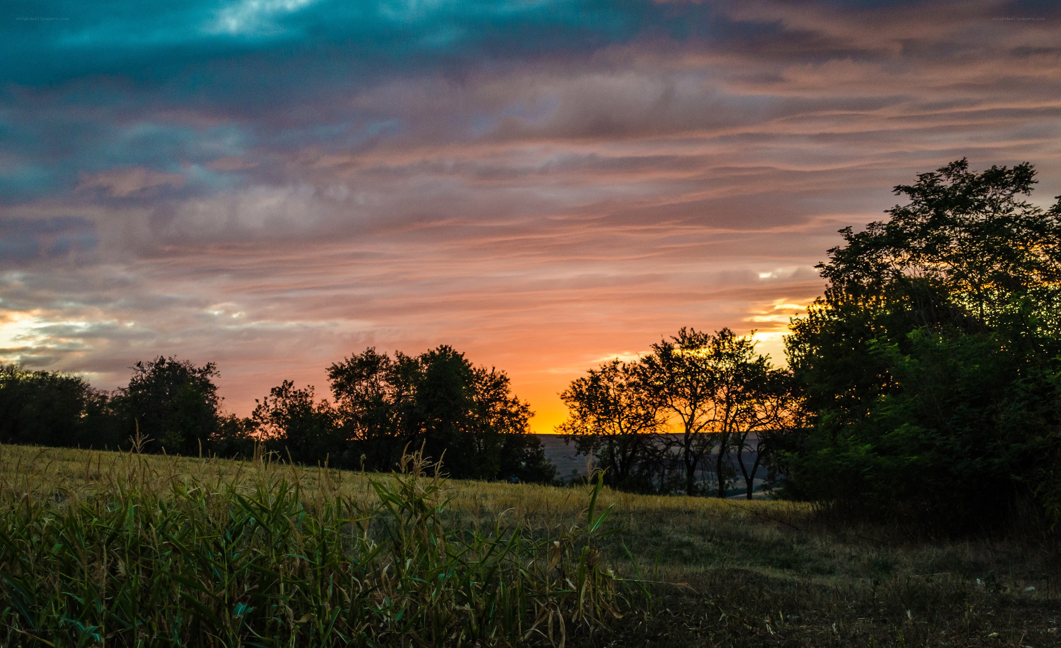 Sunset over a cornfield