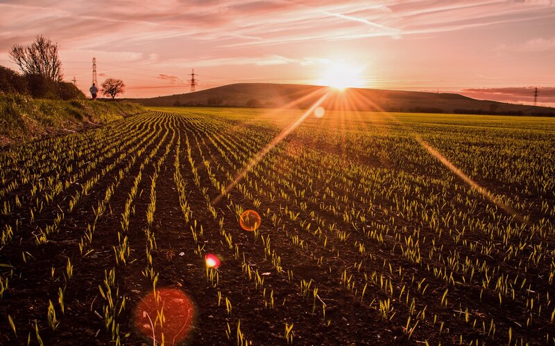 Sunset over a crop field