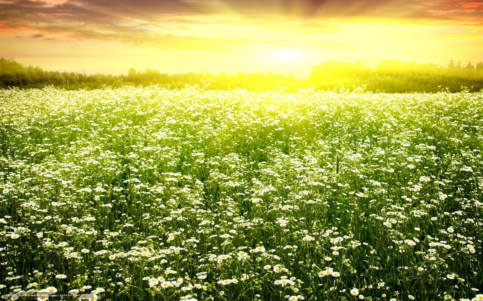 Sunset over a daisy field
