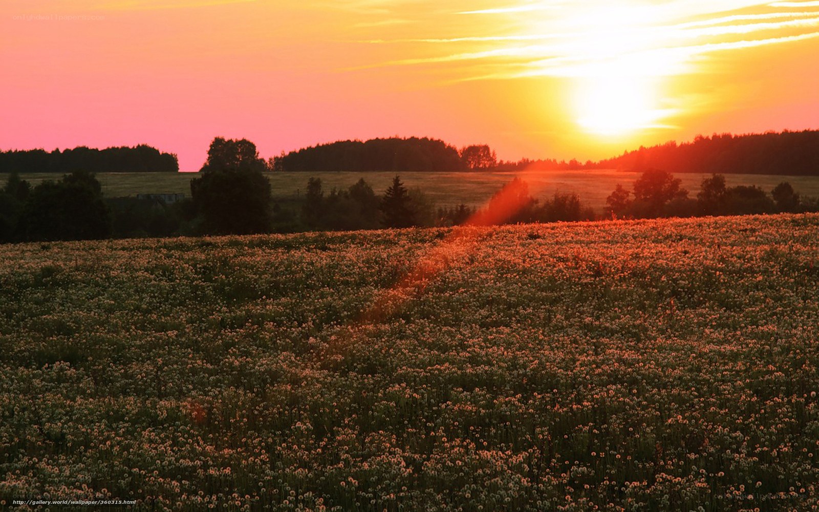 Sunset over a dandelion field