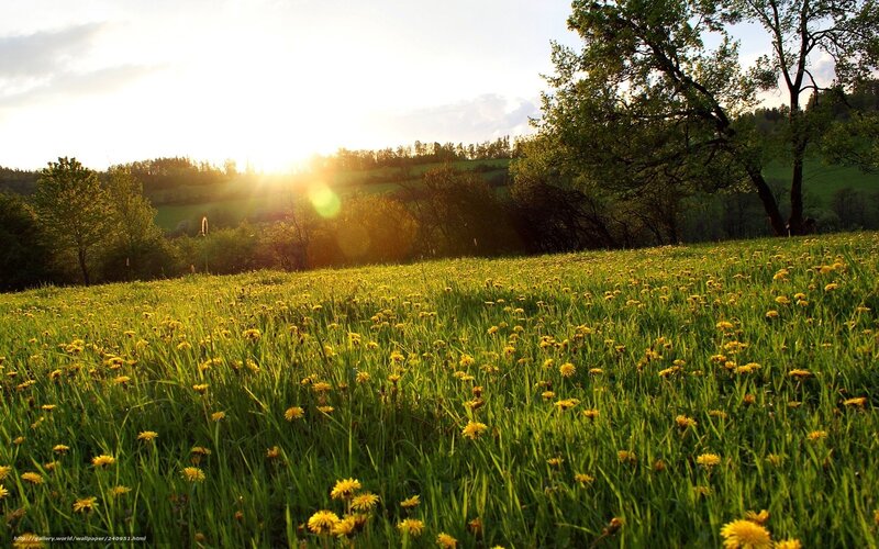 Sunset over a dandelion field