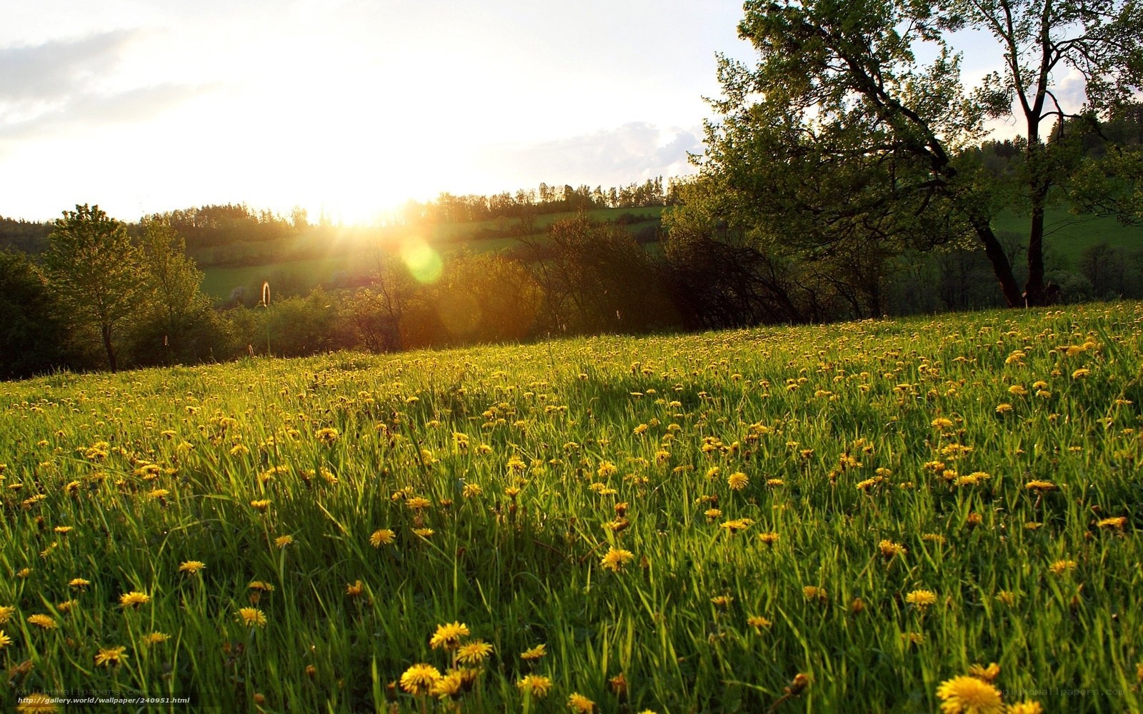 Sunset over a dandelion field