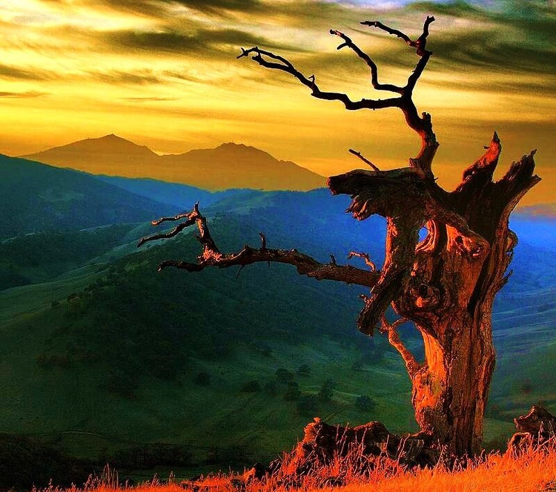 Sunset over a dead tree