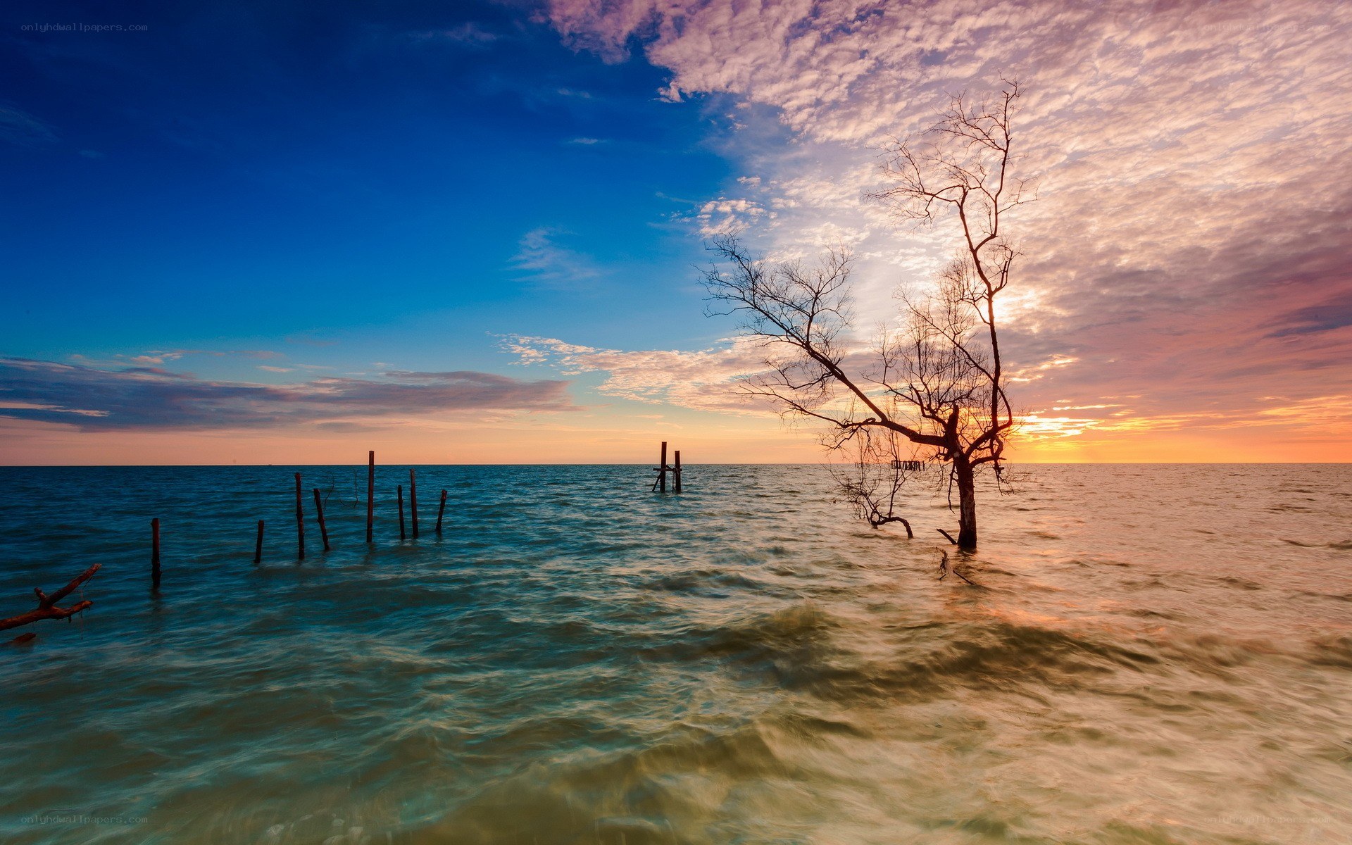 Sunset over a dead tree in the sea