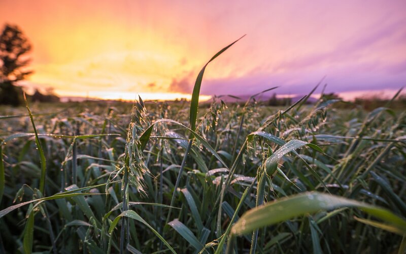 Sunset over a dewy field